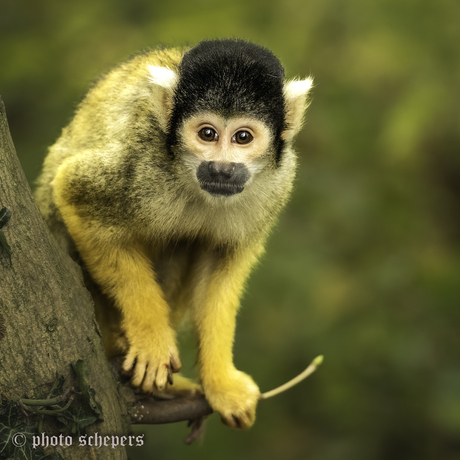 Boliviaanse doodskop aap 