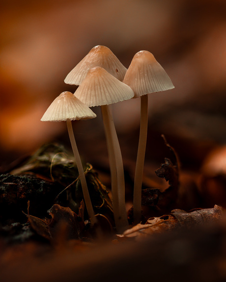 Paddenstoelen