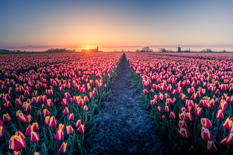 Tulpen zonsondergang