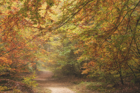 Doorkijkje in het Speulderbos 