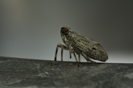 Klimopkevercicade