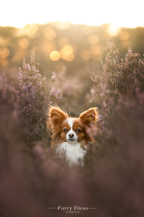 Vlinderhondje op de heide