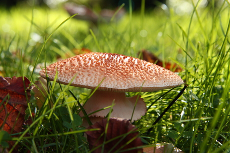 broodje paddestoel