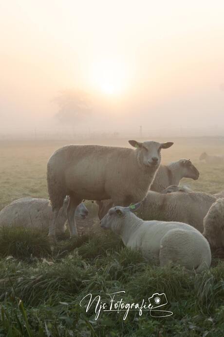 Ochtend mist 