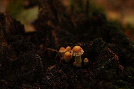 Paddenstoeltjes