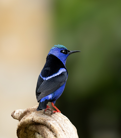 Red legged honeycreeper