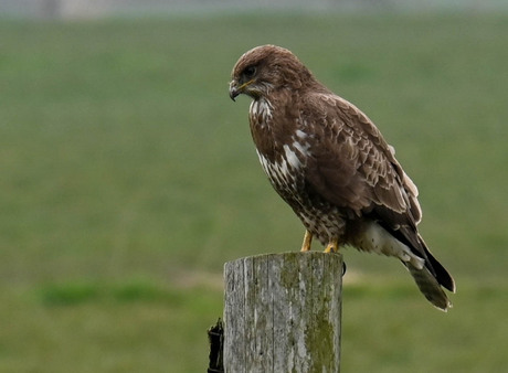 Buizerd