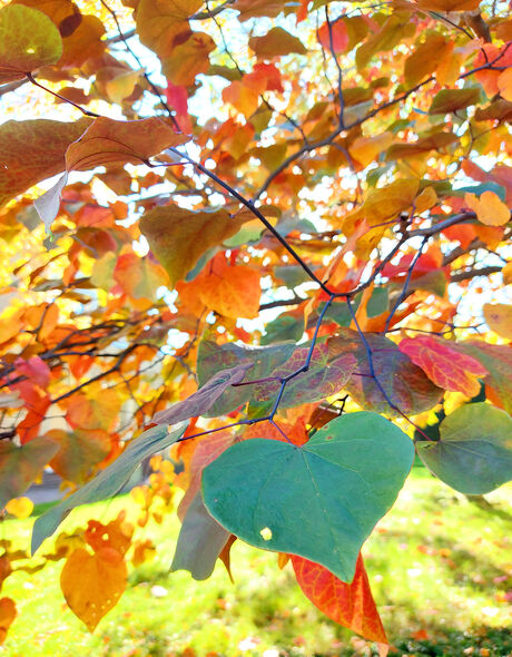 hartje herfst 