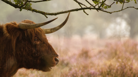 Schotse Hooglander