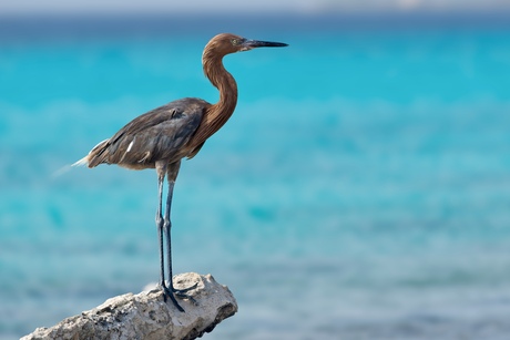 Roodhalsreiger 