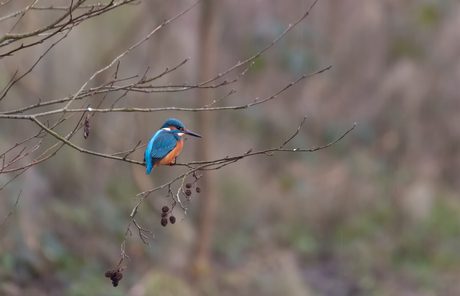 Kingfisher on the lookout