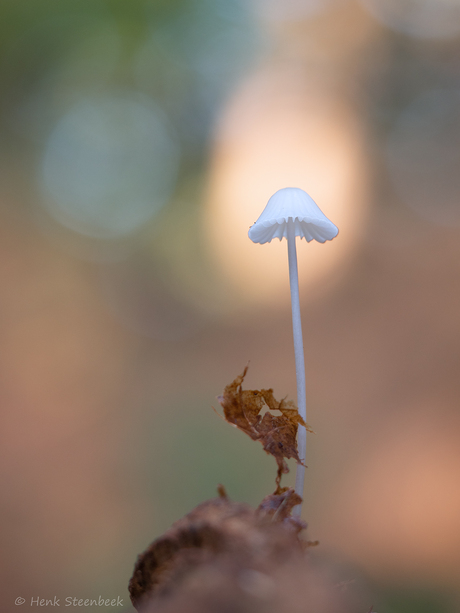 Klein teer paddenstoeltje