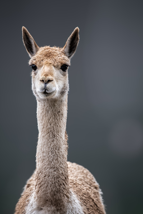 Lama