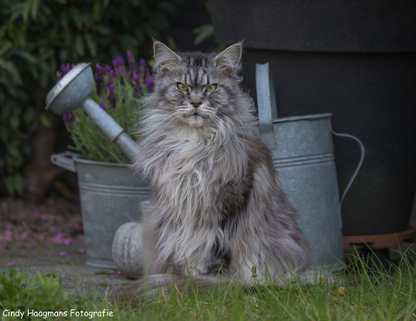 Hoezo naar de dierenarts?