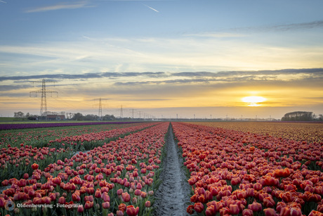 De zonsondergang kleuren de tulpen