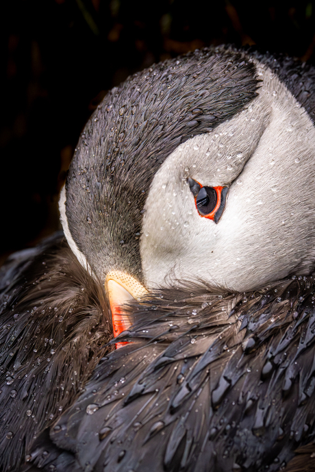 Puffin | Papegaaiduiker