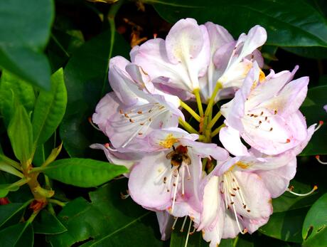 Een bloeiende rododendron