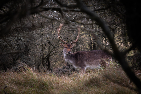 Damhert - Amsterdamse Waterleidingduinen #1