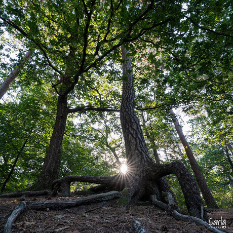 Kikvorsperspectief in het bos