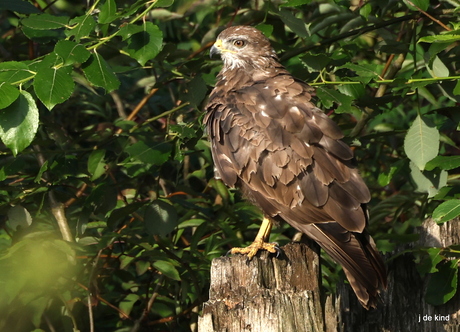 buizerd 2