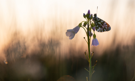 In het eerste licht