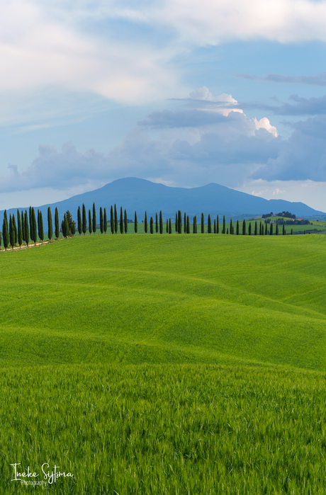 Cipressen laantje Toscane