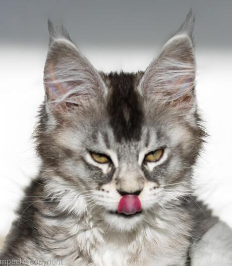 Maine coon kitten ChaGIDAbuba cattery 