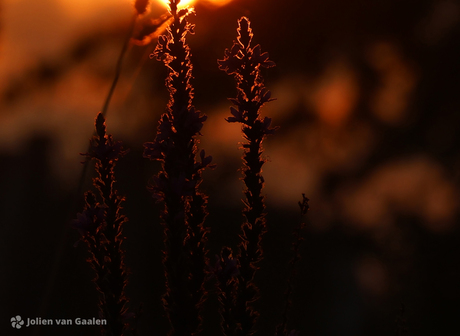 In de natuurlijke spotlight
