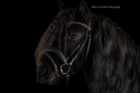 Shetlandpony