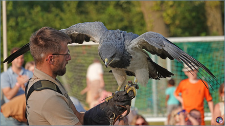 Grijze Arendbuizerd …