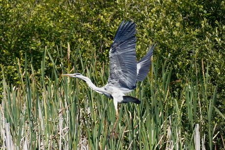 Blauwe reiger