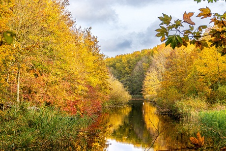 De herfstkleuren van natuurpark Lelystad