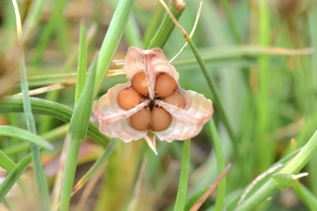 Eitjes in het nest