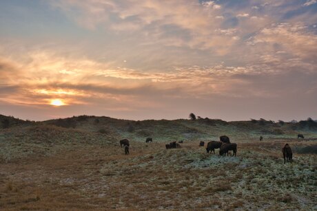 Wisentenpad bij zon opkomst