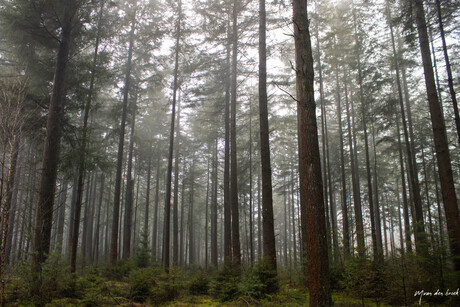 Mist in het bos
