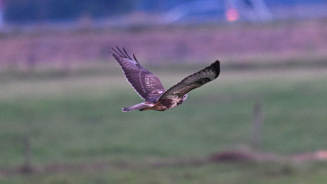 en toen vloog hij weg
