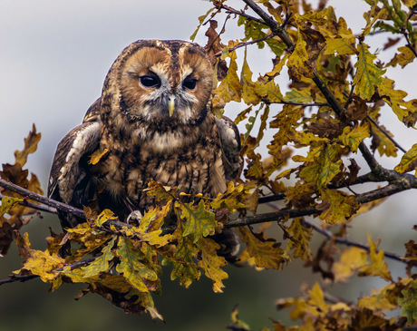 Herfst