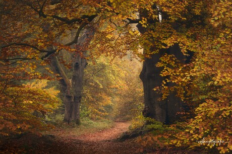 Herfst op zijn hoogtepunt in Nederland