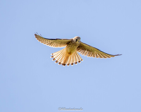 De kracht en gratie van de Torenvalk, badend in het zonlicht.