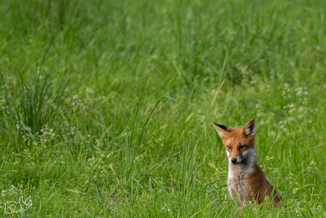 Little mr. Fox