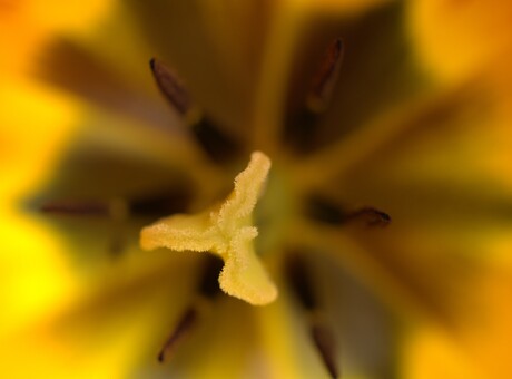 Hart van een tulp