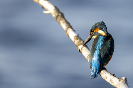 Kingfisher, IJsvogel