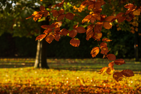 Schitterend Herfstpalet.