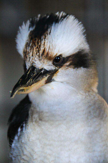 kookaburra close-up 