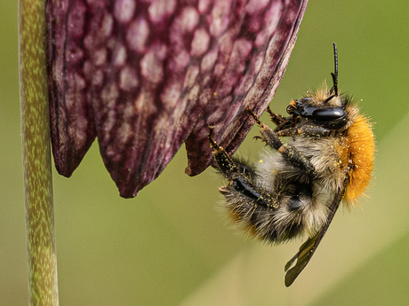 Hommel op Kievitsbloem