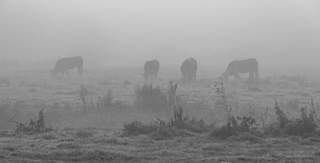 Markdal - koeien in de ochtendnevel