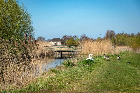 koebrug