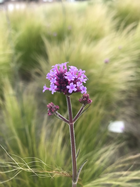 Paarse bloemen