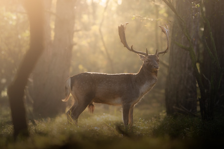 damhert in de mist