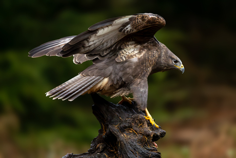 Landing van de Buizerd